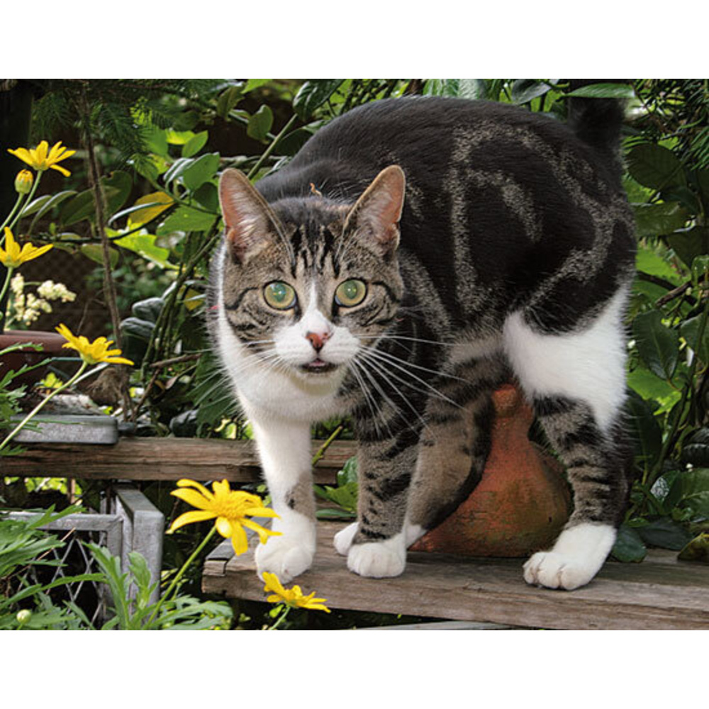 Leserwettbewerb - Ihre Haustechnik-Anwendungen: Wenn die Katze umgräbt ...