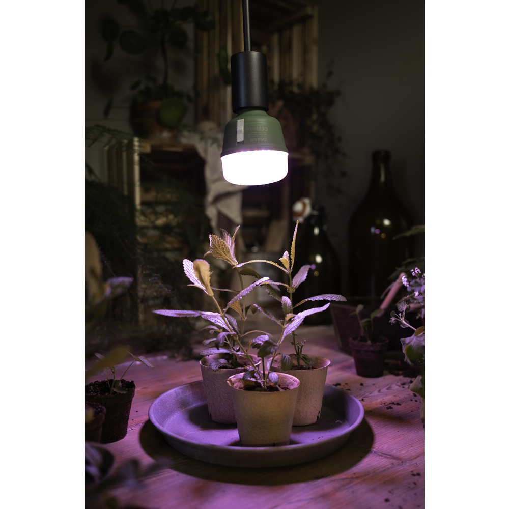 Osram 3-Lichtspektrum-Pflanzenlampe, 20 W, 650 lm, E27, klar,  LED STAR GROW T 80