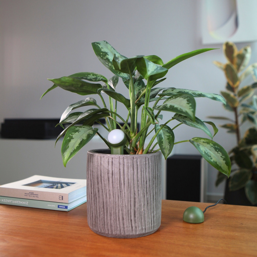FYTA Starter Set, Beam G2 mit WiFi Hub | Smart Home